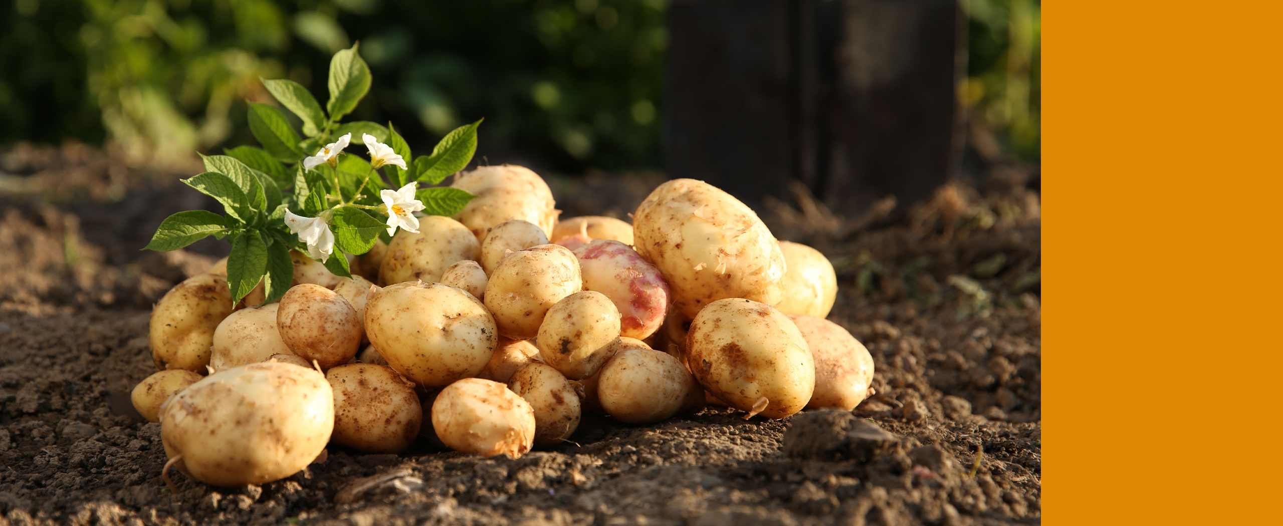 potato. why is potato so popular. what are the health benefits of potato? yummy potato recipes.