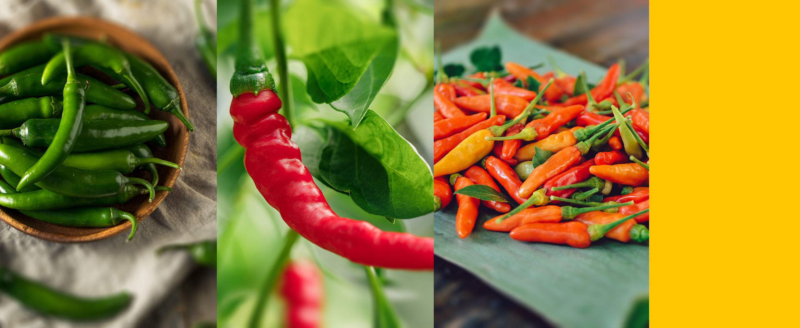where did chili peppers come from? how the world discovered chili peppers.