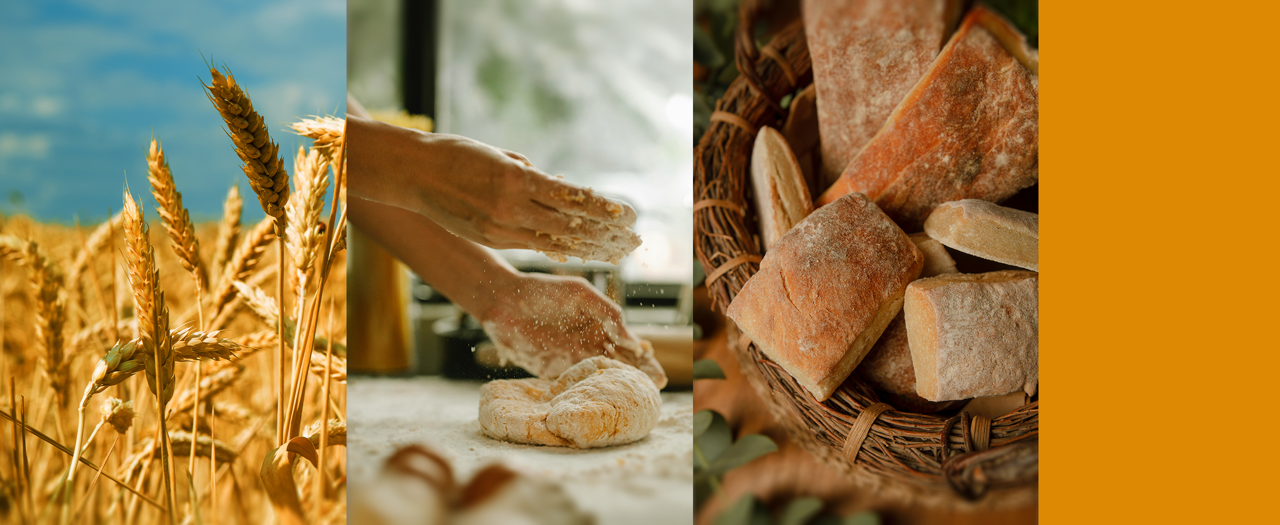 Wheat. Wheat products. Health benefits of wheat. Wheat foods.