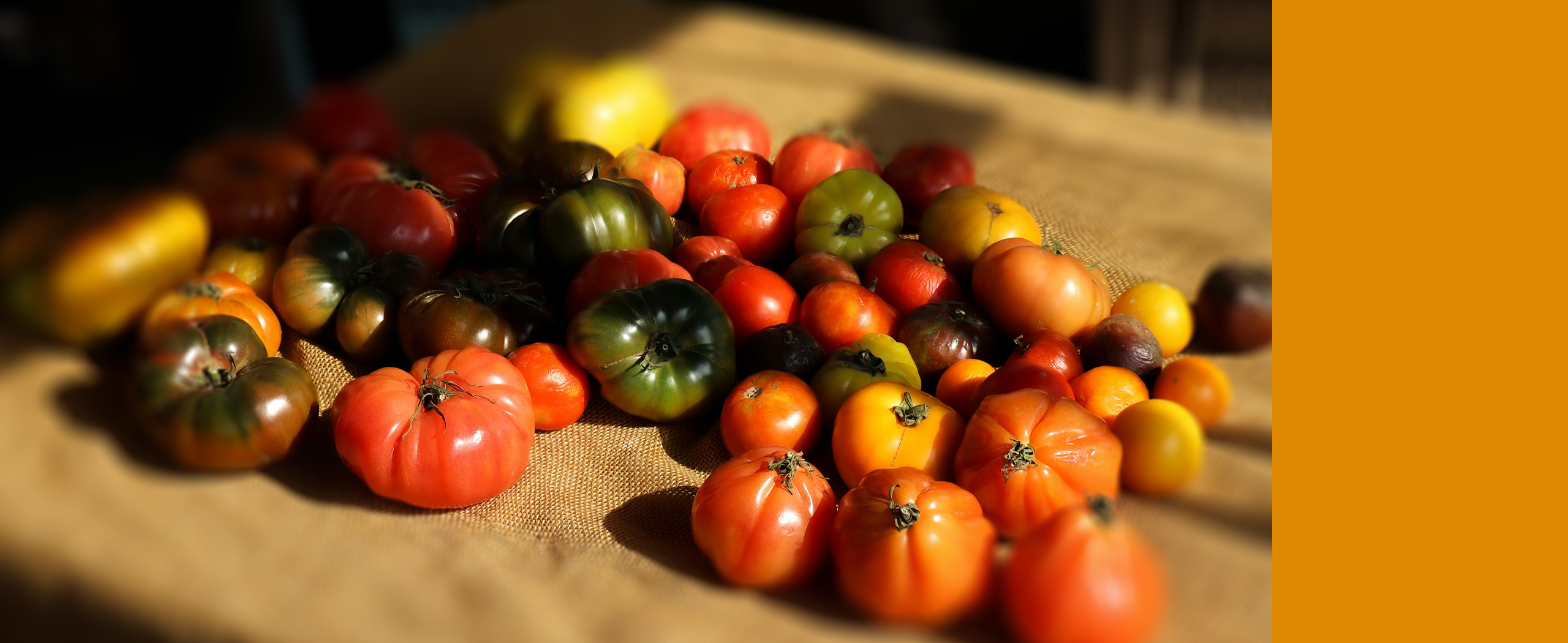 Tomatoes. Where did tomatoes come from? The origin and history of tomatoes. How are tomatoes used. Tomatoes in global cooking.