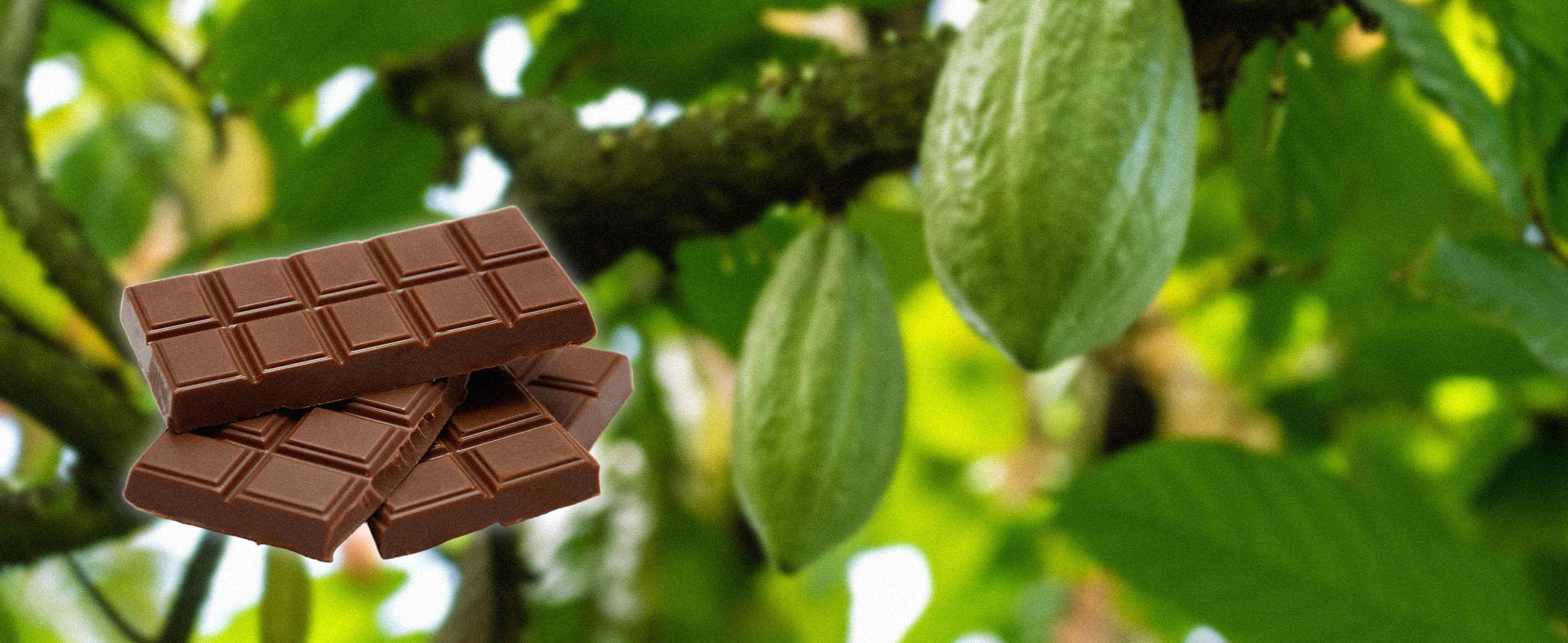 Food sustainability. What is food sustainability. Impact of food ethics on food sustainability. Sustainable food systems. how to contribute to food sustainability.